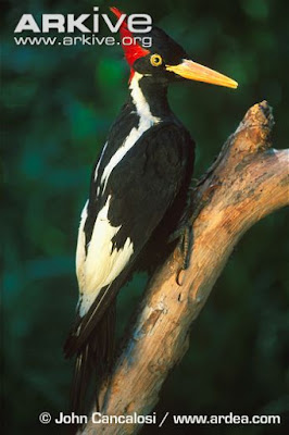 Ivory billed Woodpecker