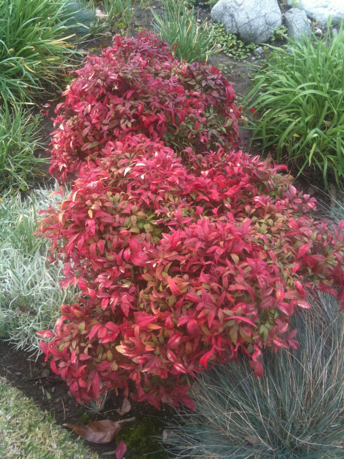 Aprille's SoCal Gardening : One of my favorite plants