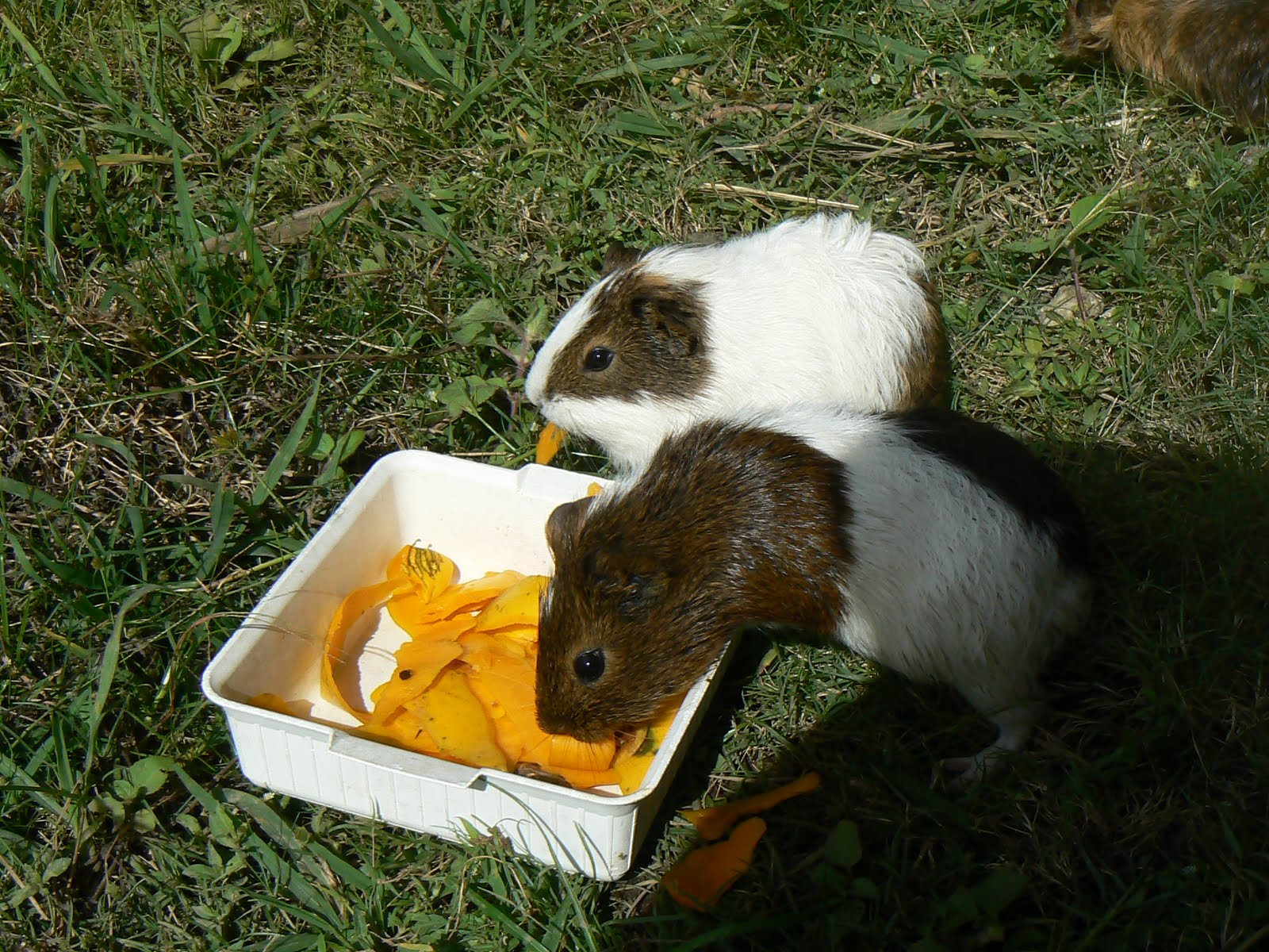 Guinea Pig Pet for Children