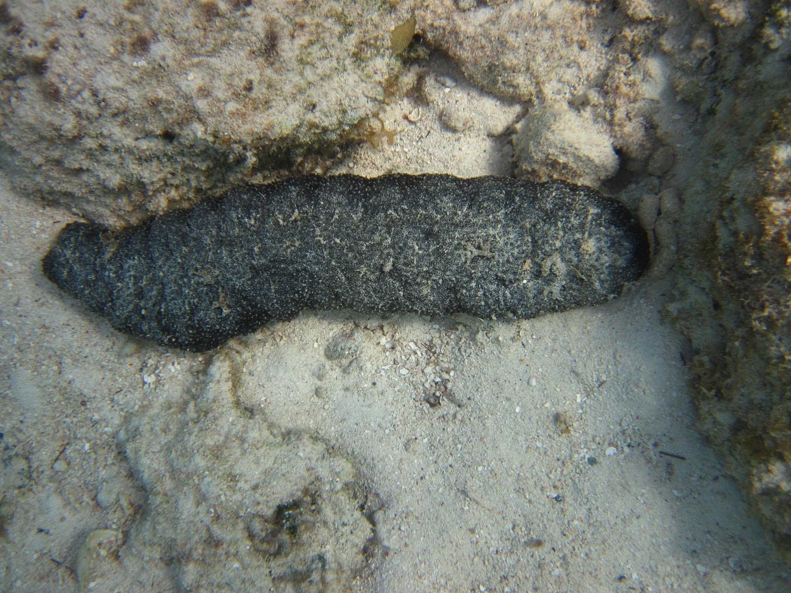 Cruising with Mr Mac Creature Feature Sea Cucumbers