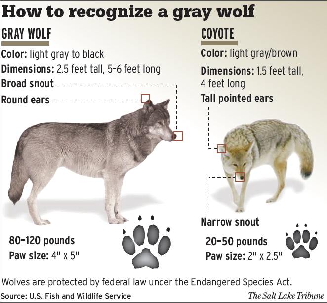 Have you seen a coyote? The - New Jersey Fish & Wildlife