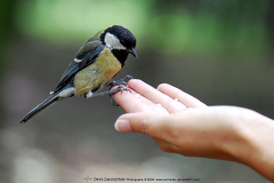 The Magical Highlighter For My Girls Bird in Hand