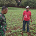 Babinsa Kokop Bangkalan Bantu Petani Merawat Tanaman Kacang Tanah