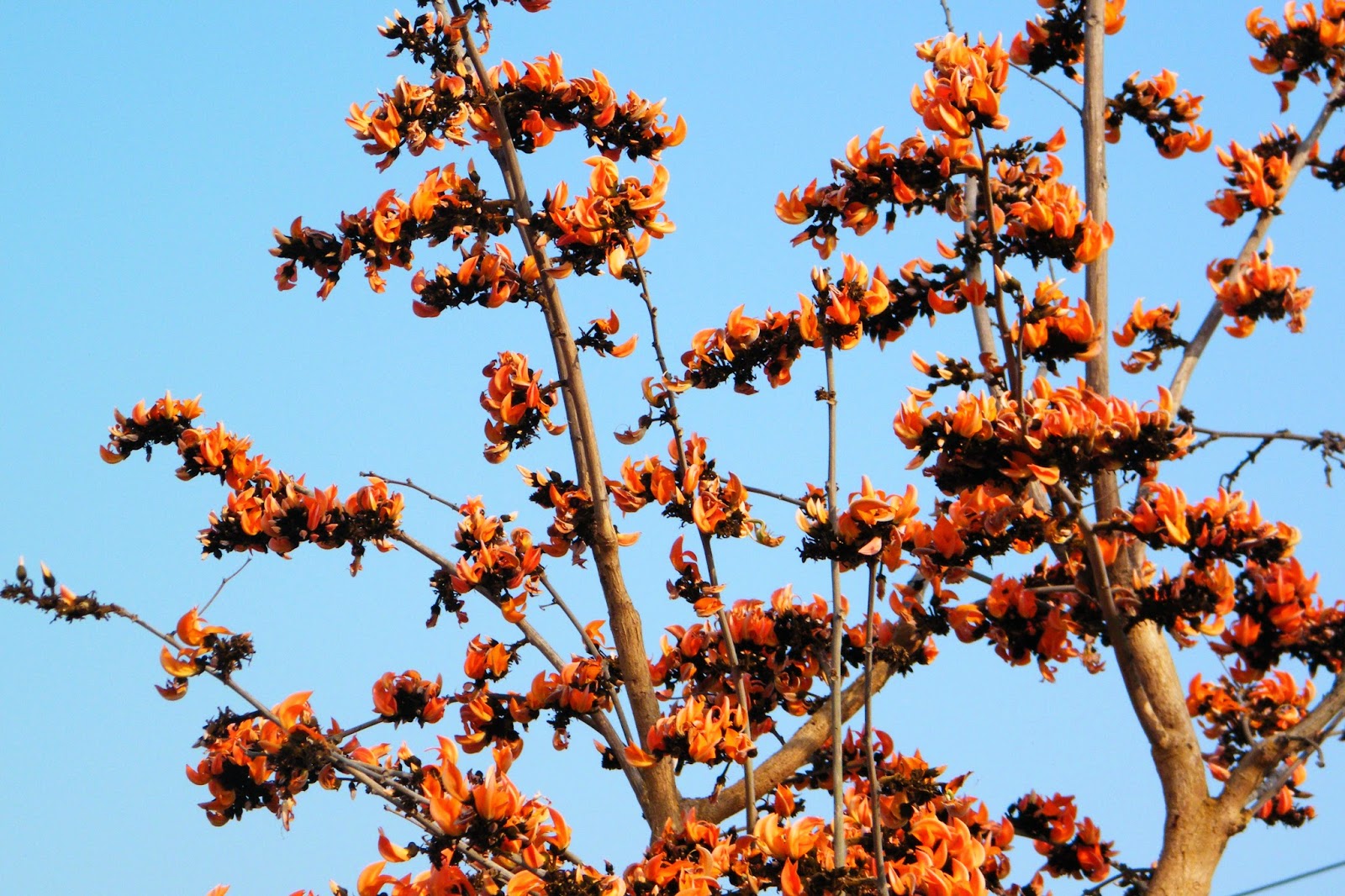 Phire elam dure giye!! PALASH TREEblooms during February and covers