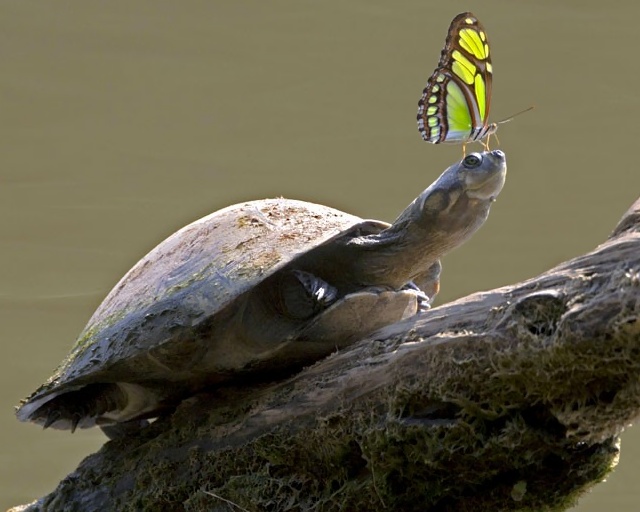 Sommerfugl og skildpadde - Skynd dig langsomt - Festina lente