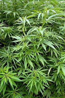 ganja-2.jpg