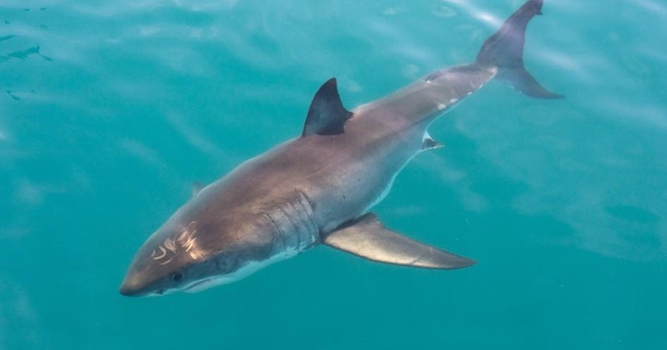 About Animal Great White Shark - Animals Point | DaddyFile