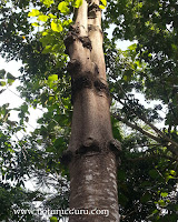 Sterculia campanulata