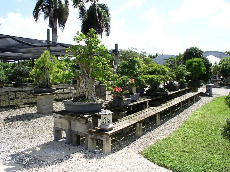 Florida Flowers and Gardens The Bonsai Garden at Miami Tropical Bonsai