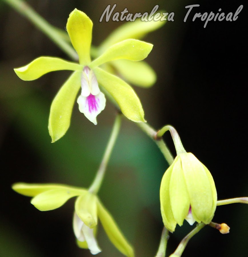 Flores de la orquídea Encyclia fucata