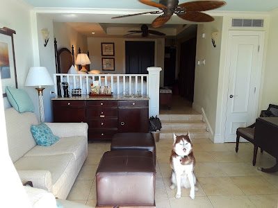 Pet Friendly Hotels in Florida.  Dog Travel Tips. Dog Friendly