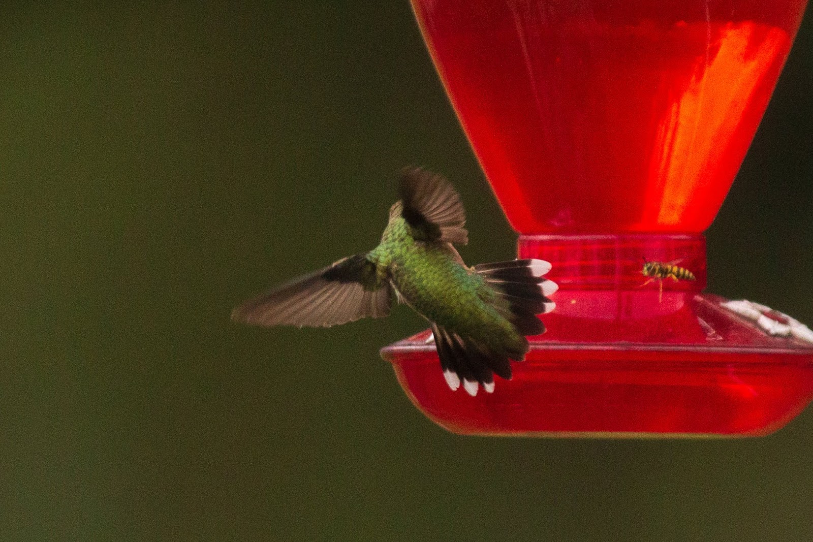 Bill Vocke Photos HUMMINGBIRDS (AND AN ANGRY YELLOW JACKET!)