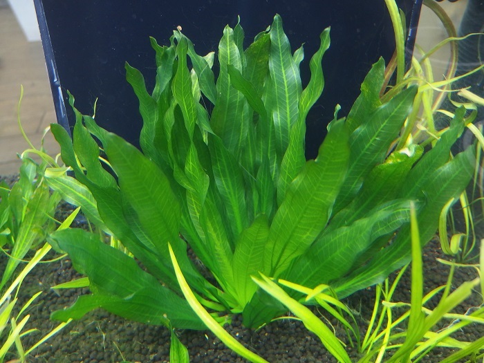 エキノドルスsp.ホレマニーグリーン 現地採集株からの増殖 水草