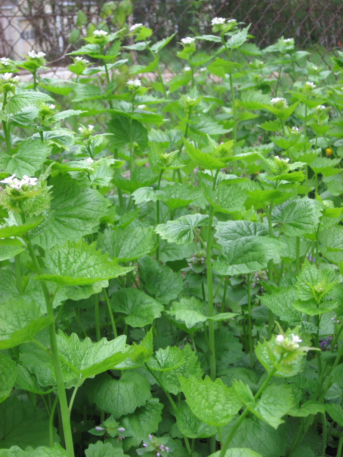 A Peasful Garden Kill and Eat! Controlling Garlic Mustard