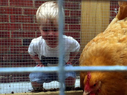 chriscondello pittsburgh pa chicks hood poultry p4 pro northside hill chicken