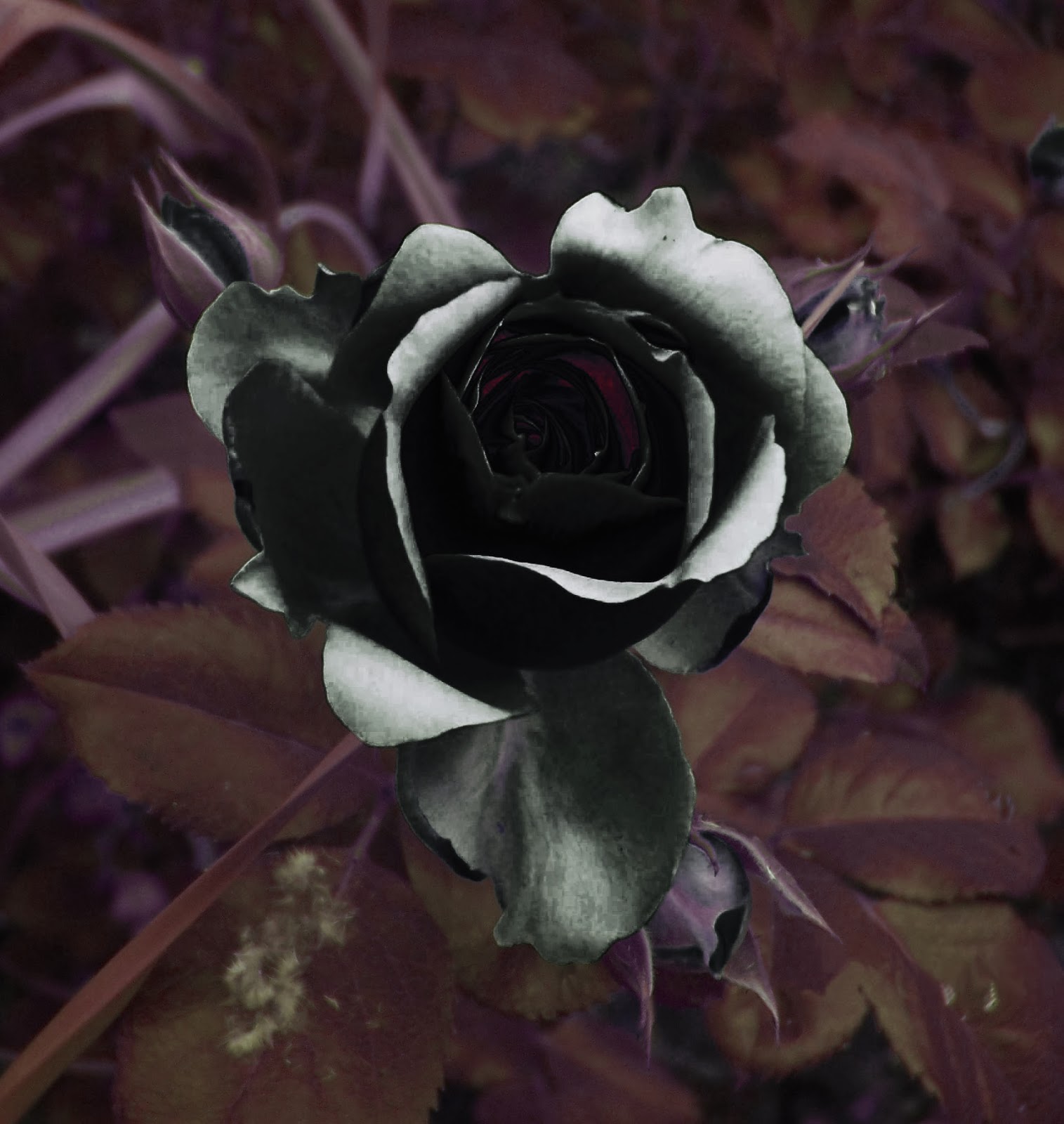 All 4u HD Wallpaper Free Download Beautiful Black Rose Wallpapers Free Download