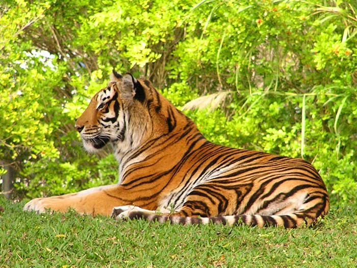 The Animal Hugger: Bengal Tigers