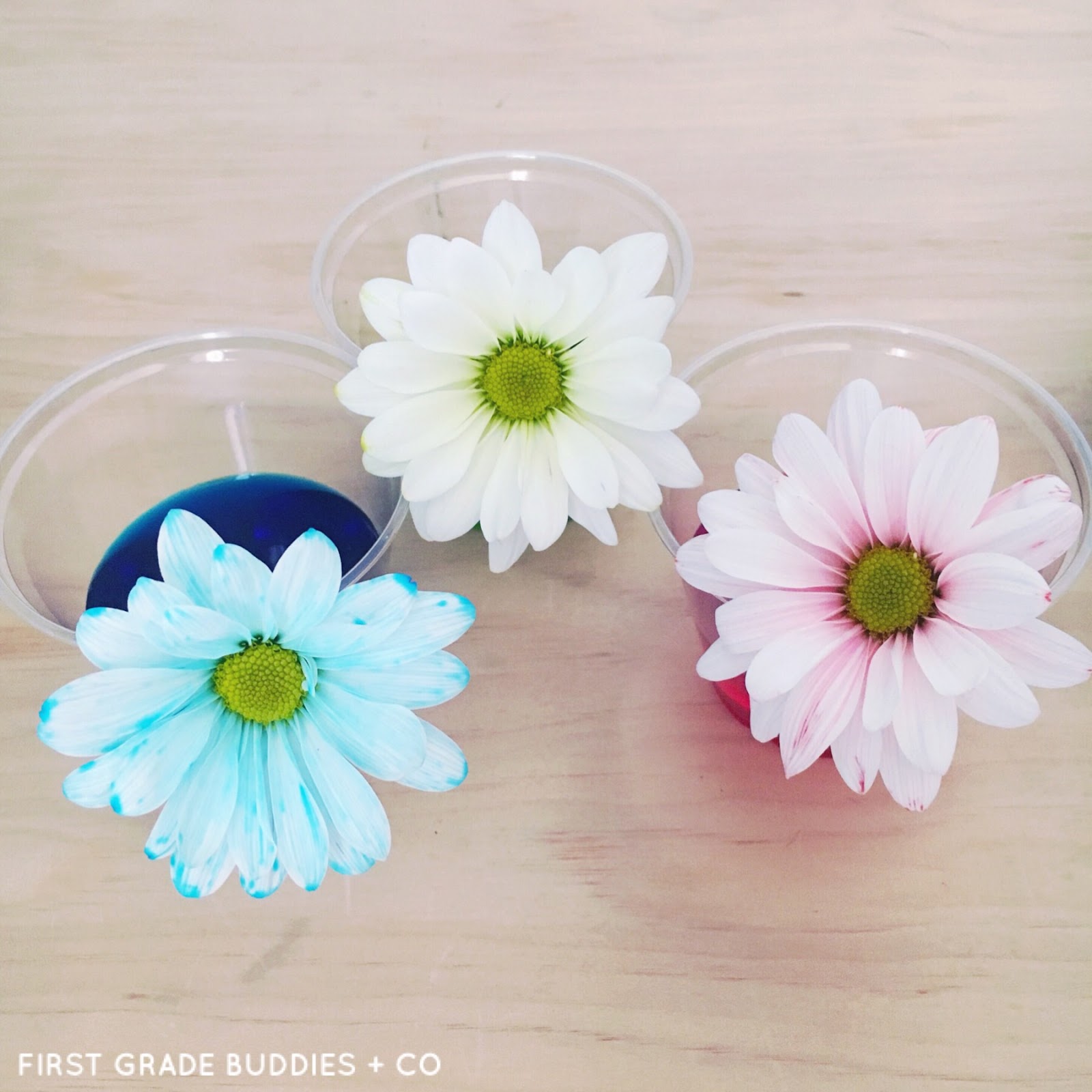 Simple Science Color Changing Flowers First Grade Buddies