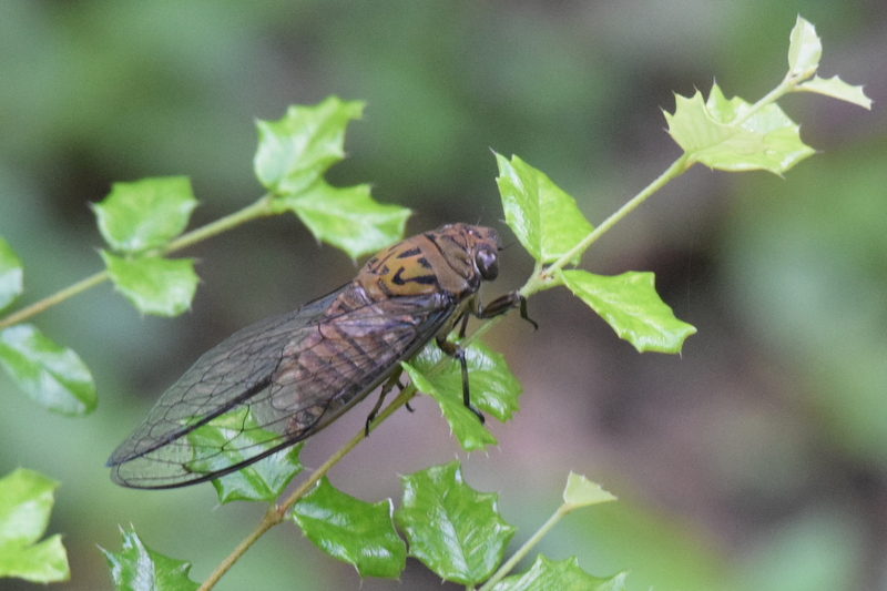 Singapore Wild Animals: Bugs