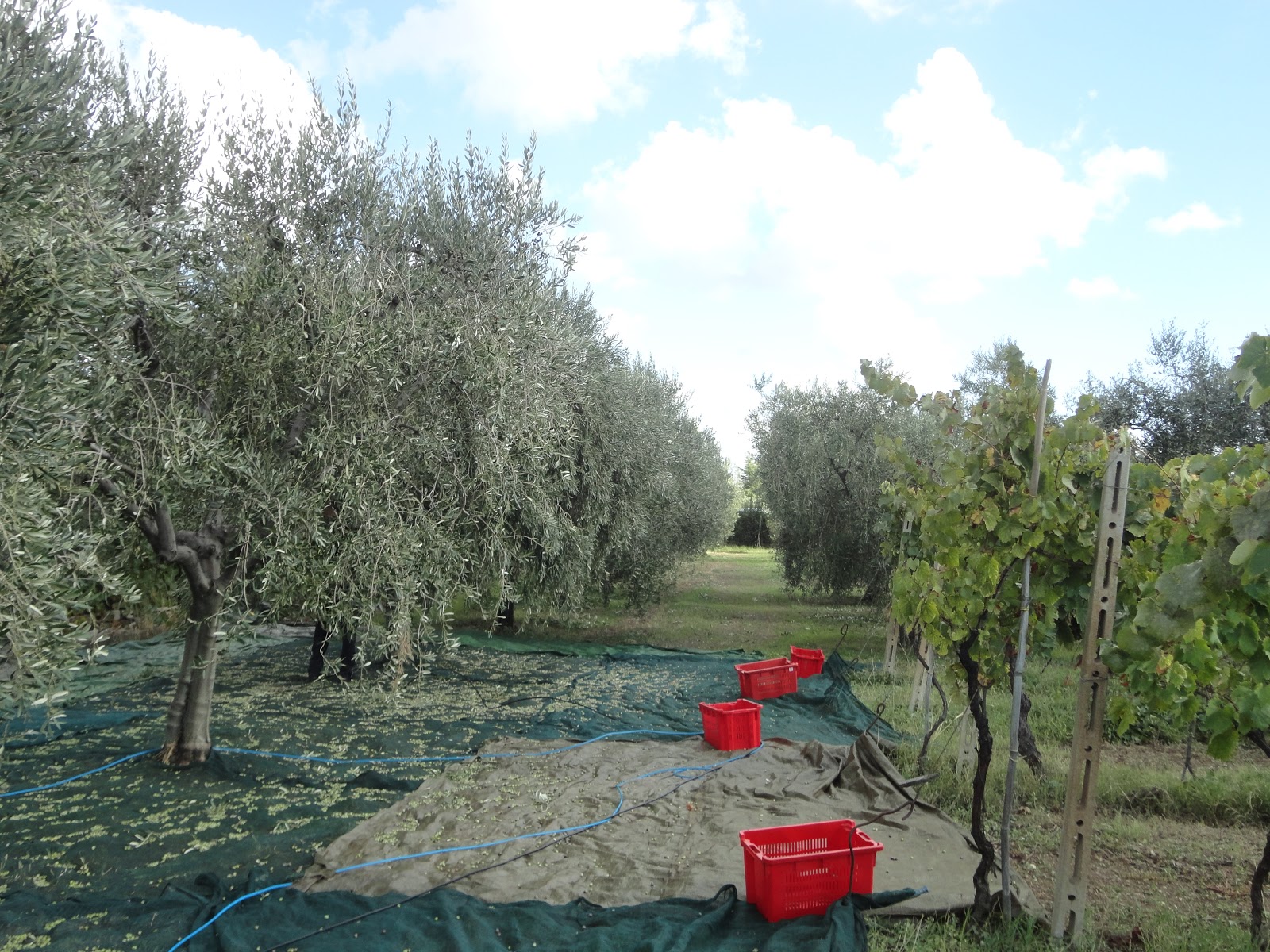 Raccolta delle olive con le foto!