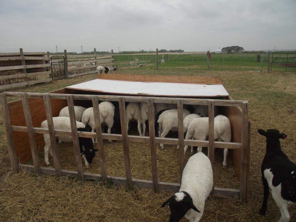 Win D Acres Savanna and Commercial Goats Creep Feeder
