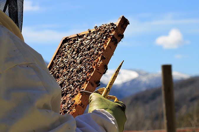 dulce oficio apicultura de osos y colmenas