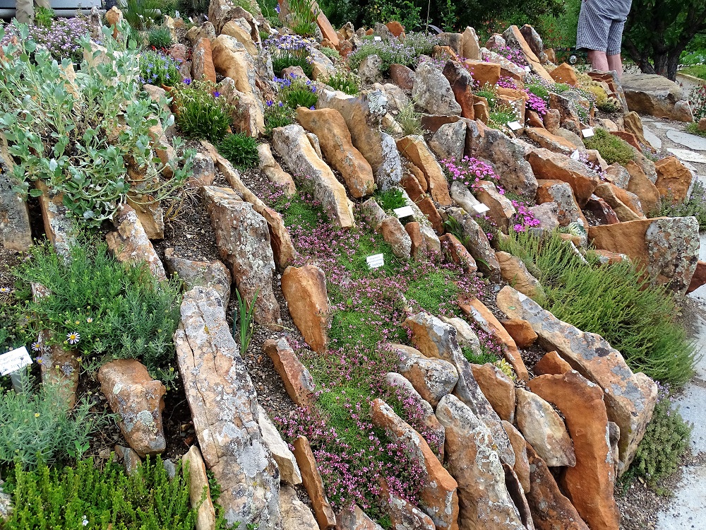 Prairiebreak El Greco, Crevice Gardening and crosspollination...a