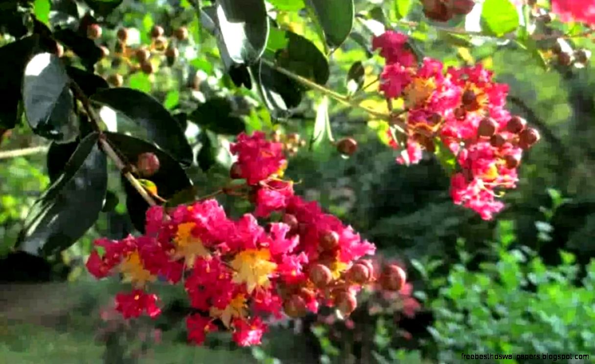 Fragrant Doorway   Pictures   YouTube