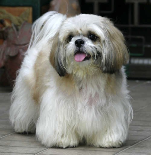2. Permitir que o shih tzu fique com excesso de peso