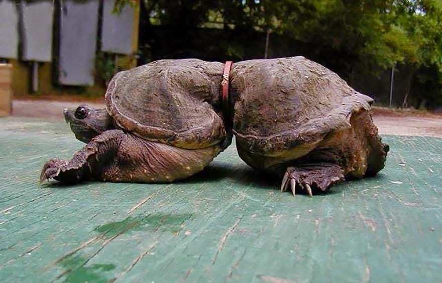 You Will Want To Recycle Everything After Seeing These Photos! - Trapped In Plastic, This Turtle’s Waist Couldn’t Grow