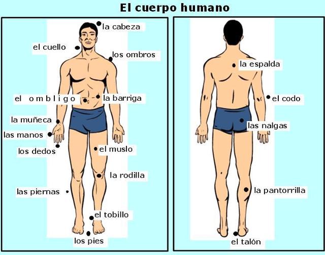 las partes del cuerpo humano el cuerpo humano y sus partes