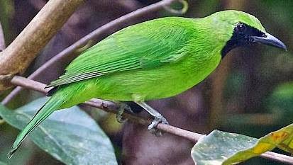 Mengenal Ciri Burung Cucak Ijo Hijau Lengkap Dengan Gambarnya