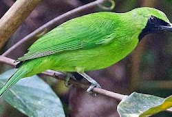 Daftar Harga Burung Cucak Ijo Agustus 2019 Update Burung Babe