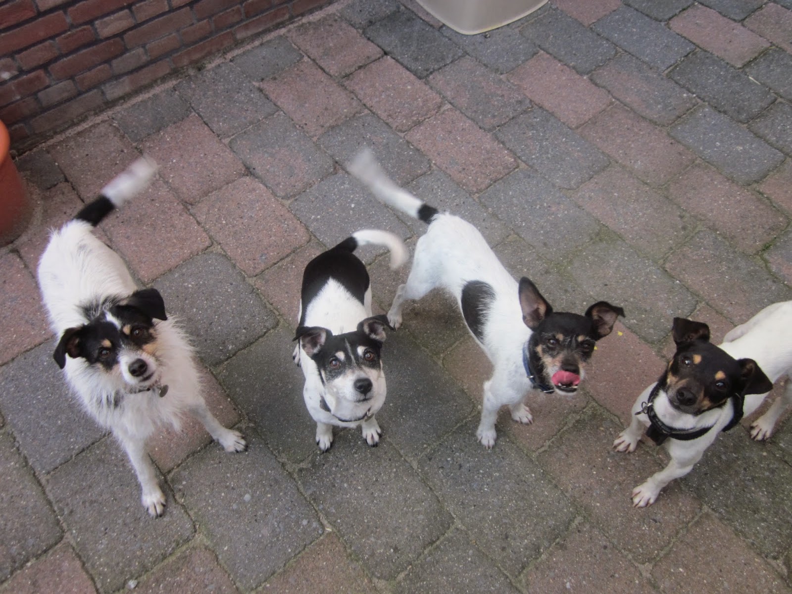 Spaanse Honden in Nood Zot van Bodeguerootjes