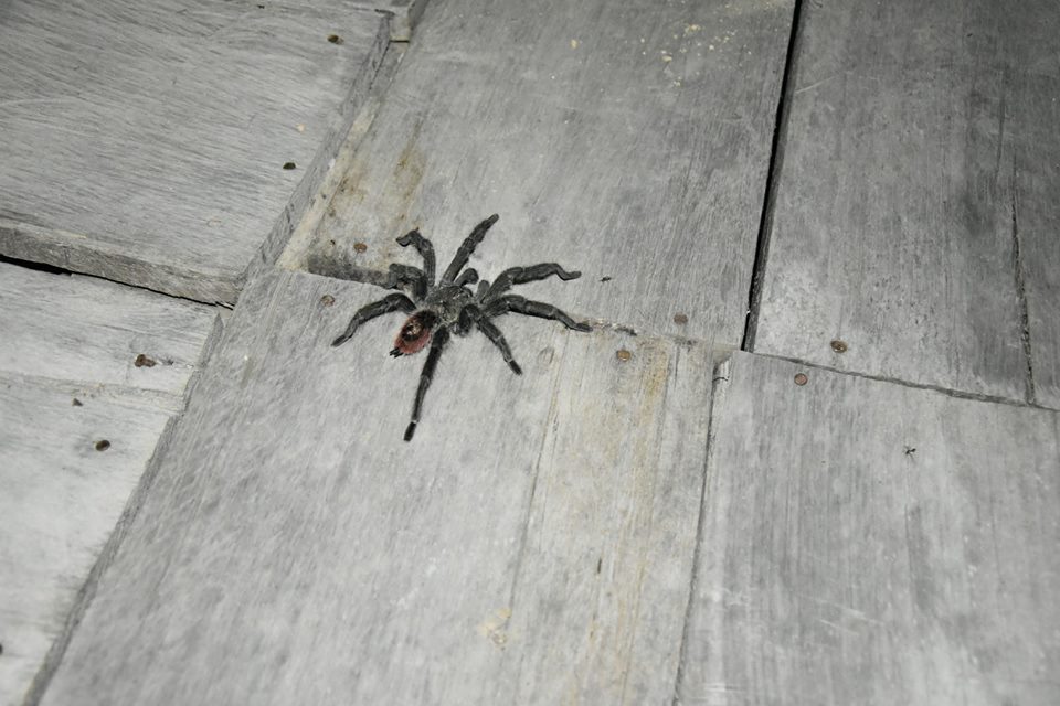 Chàng trai Việt phượt 1 mình vòng quanh thế giới đã tới rừng Amazon