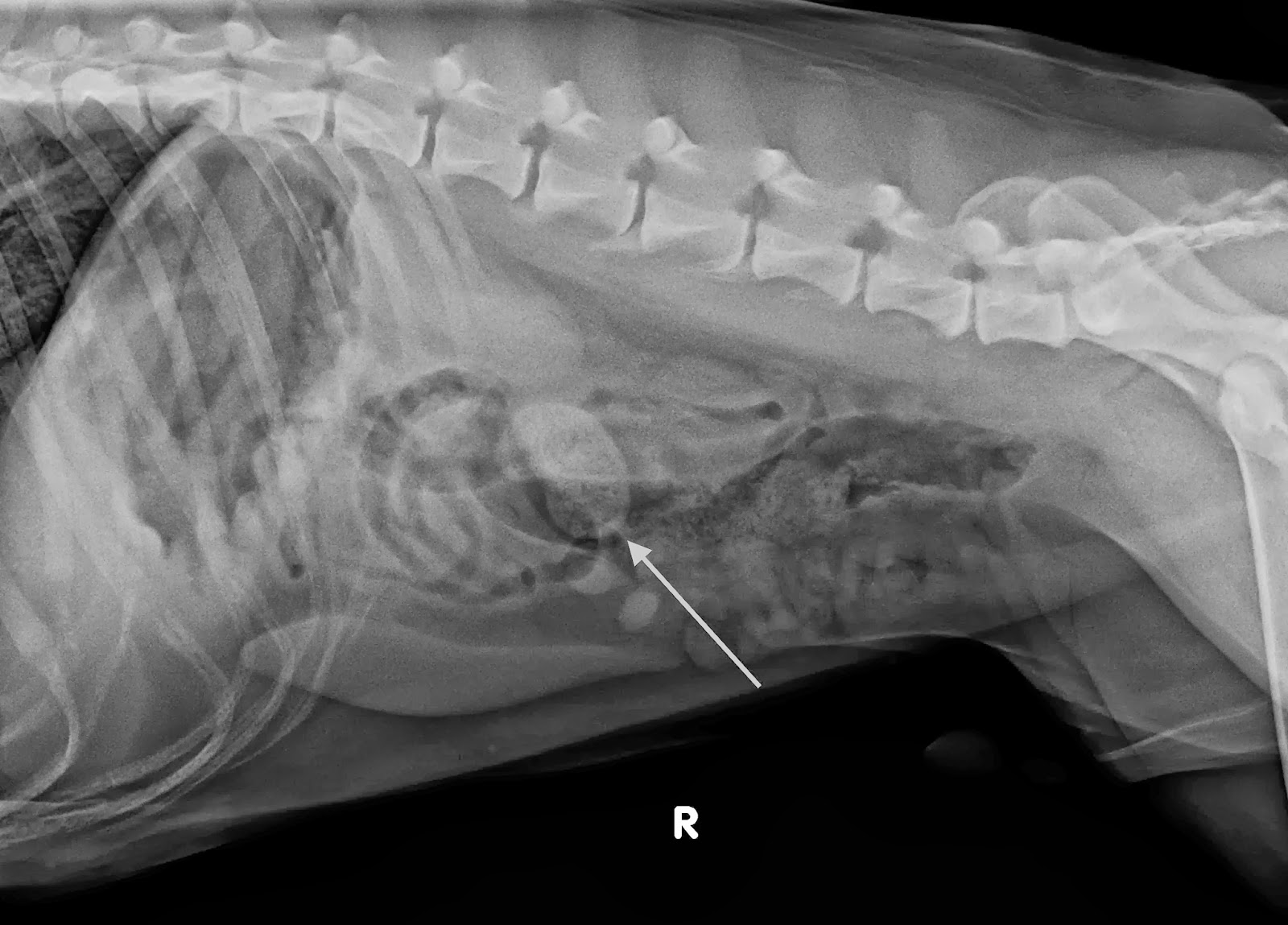 Veterinary Key Points: Case Outcome: Patriot the pitbull with acute