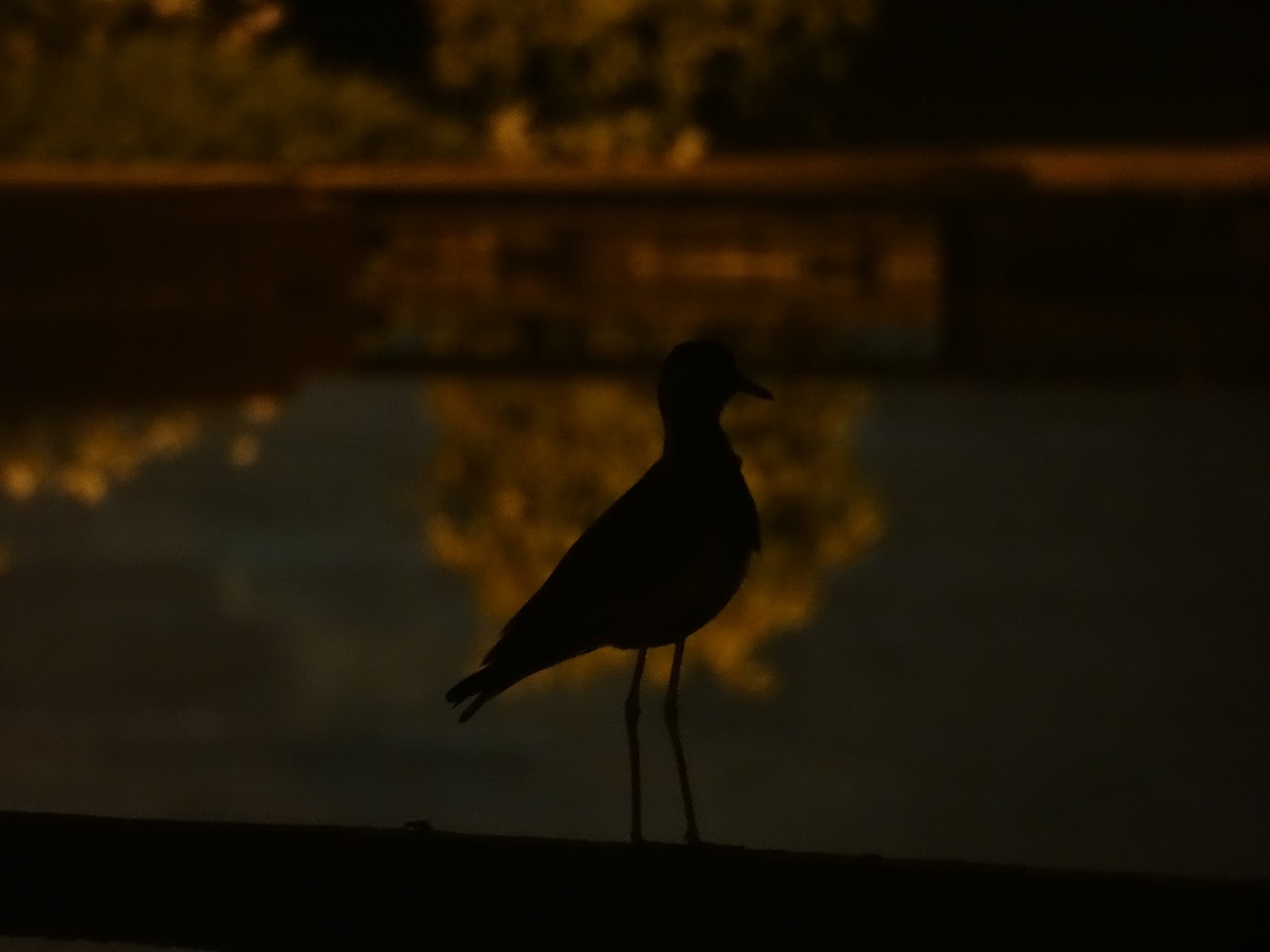Jiv's Photography Birds.................. at Night