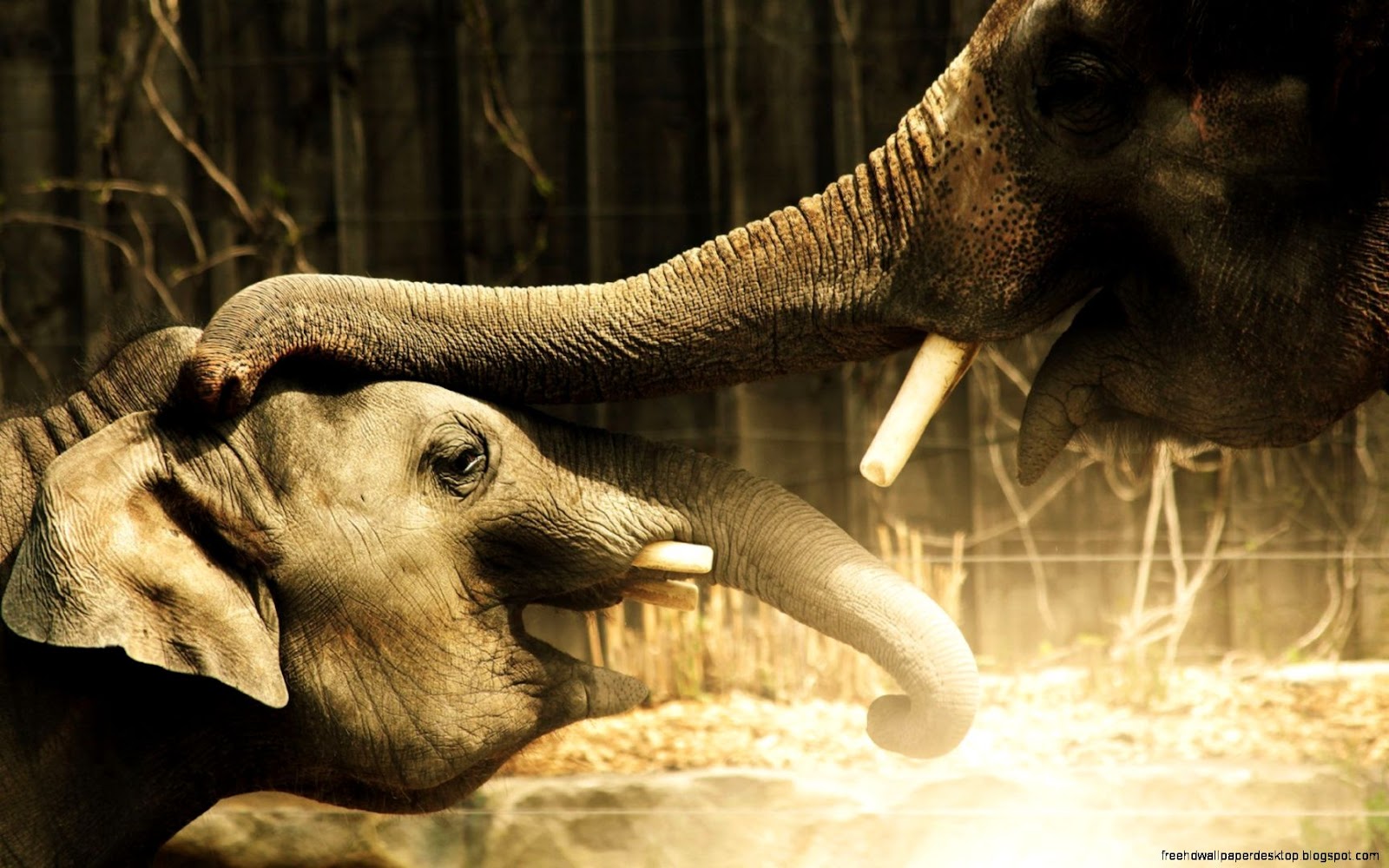Cool Elephant Desktop