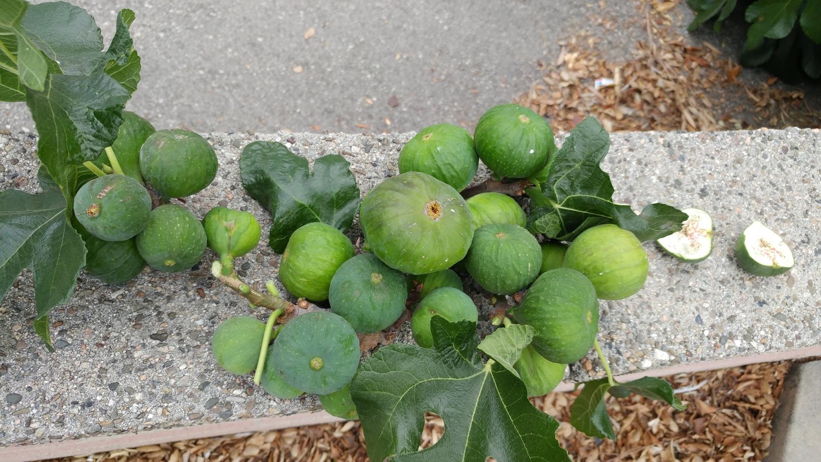 Figs Photo Collection Around the World Wasp colony in Figs Tree