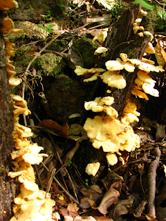 Fungus in Puriscal