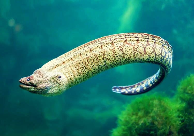 Gagalı Yılan Balığı karşılaşmak istemeyeceğiniz kadar ürkütücü bir deniz yılanıdır.