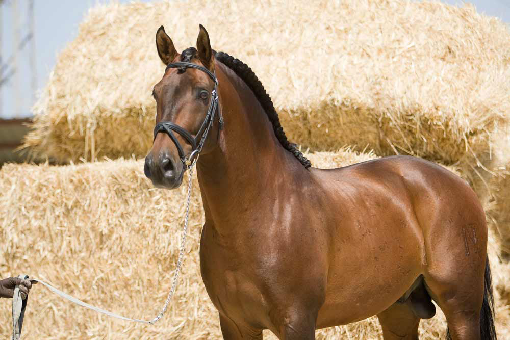 caballos La Historia De Los Caballos caballos La Historia De Los Caballos