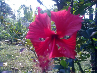 Hibiscus