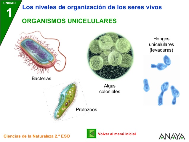 Las bacterias son unicelulares o pluricelulares