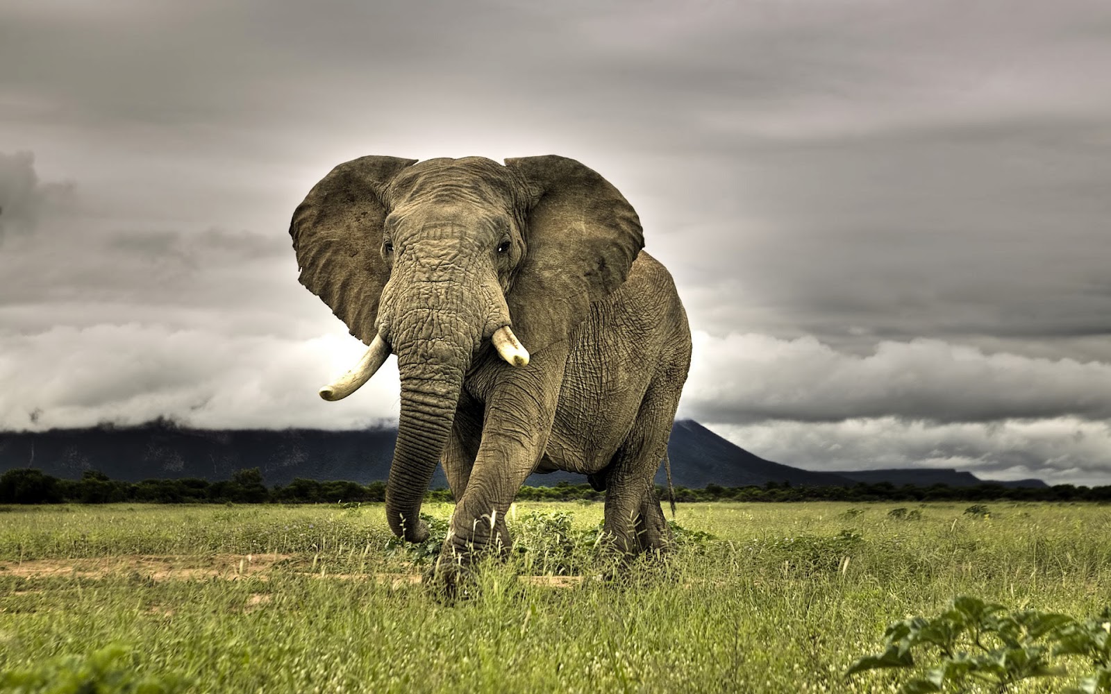 African Bush Elephant Wildlife Photos