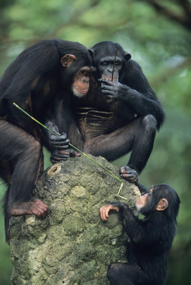 surgimento-do-polegar-chimpanzés