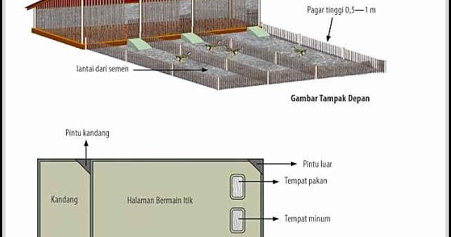 Ukuran Kandang Bebek Pedaging 100 Ekor Berbagai Ukuran
