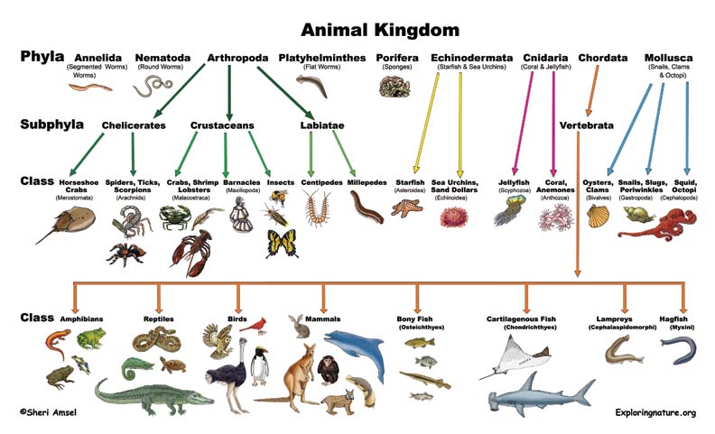 classification of living things 