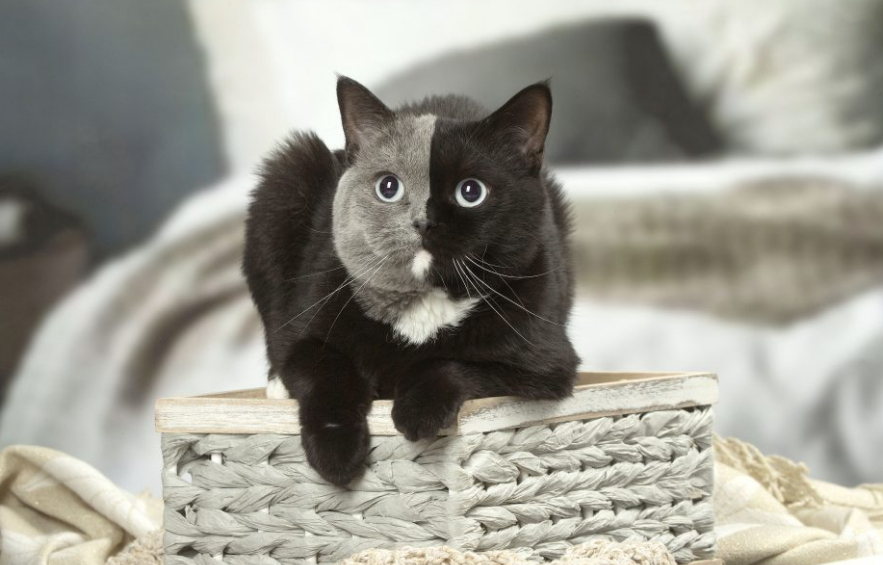 Narnia, il gatto con due facce diventato virale nei Social