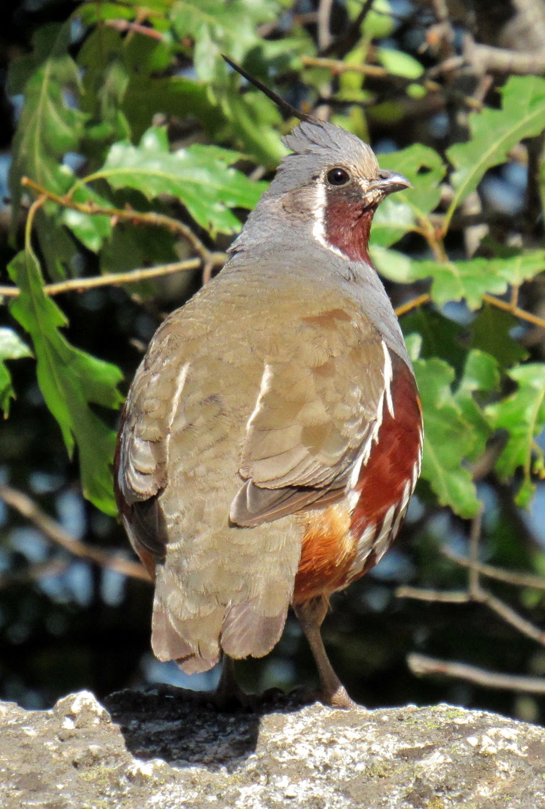 Mountain Quail: A Lonely Mountaineer at Pinecrest Lake